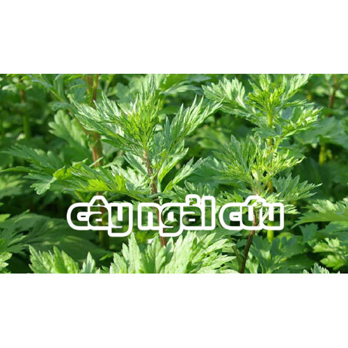 Ngải cứu là loại cây thân thảo, có vị hơi đắng, tính cay nóng. Ở các vùng quê, ngải cứu  thường được trồng quanh nhà để làm rau ăn, còn mọc dại nhiều nơi. Thông thường, ngải cứu được sử dụng để điều kinh, an thai, chữa đau bụng, ngoài ra còn được biết đến nhiều với tác dụng chữa các bệnh về xương khớp.