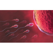 8 dấu hiệu sắp rụng trứng mà bạn nên biết