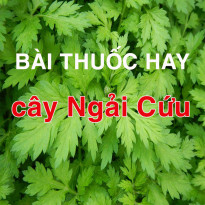 7 Bài thuốc hay từ cây ngải cứu 