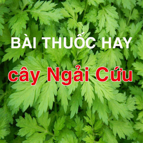 Những tác dụng của cây ngải cứu luôn vô cùng rộng rãi, theo như sách y học cổ truyền thì đây là một cây thuốc nam rất thân thiện với sức khỏe, nó giúp chữa các bệnh như: điều hòa kinh nguyệt ở phụ nữ, an thai, trị mụn nhọt, lưu thông máu lên não…