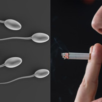Hút thuốc lá và sự ảnh hưởng đến chất lượng tinh trùng