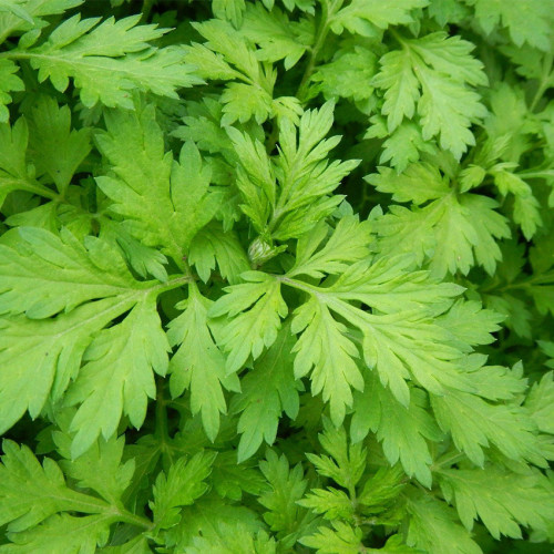 Ngải cứu có tên khoa học là Artemisia vulgaris L, thuộc họ Cúc Asteraceae. Dân gian còn gọi với các tên khác như ngải điệp, cây thuốc cao hay cây thuốc cứu có nhiều công dụng hay như trị mụn, lưu thông máu lên não, an thai, điều hòa kinh nguyệt…
