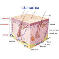 Quá trình làm lành vết thương
