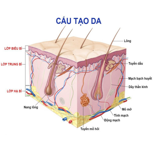 Da là một trong những cơ quan chiếm trọng lượng lớn nhất của cơ thể hay còn gọi là lớp bảo vệ các bộ phận bên trong khỏi sự xâm hại và tác động trực tiếp từ bên ngoài. Khi da bị tổn thương, quá trình tự nhiên của da là tạo hàng loạt phản ứng sinh học phức tạp diễn ra hay còn gọi là quá trình tương tác giữa các tế bào nhằm tái tạo biểu bì và mô da từ đó vết thương sẽ dần đần được phục hồi.