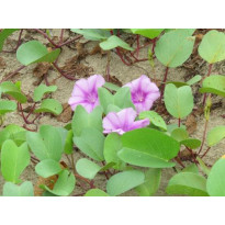 Rau muống biển, chữa nhiều bệnh