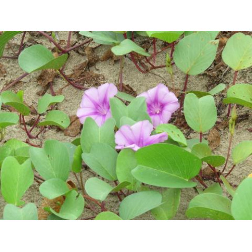 Theo kinh nghiệm dân gian thì muống biển chữa trị những bệnh viêm và rối loạn tiêu hóa có tác dụng trừ tê thấp, phù thũng, chân tay đau nhức, mỏi.